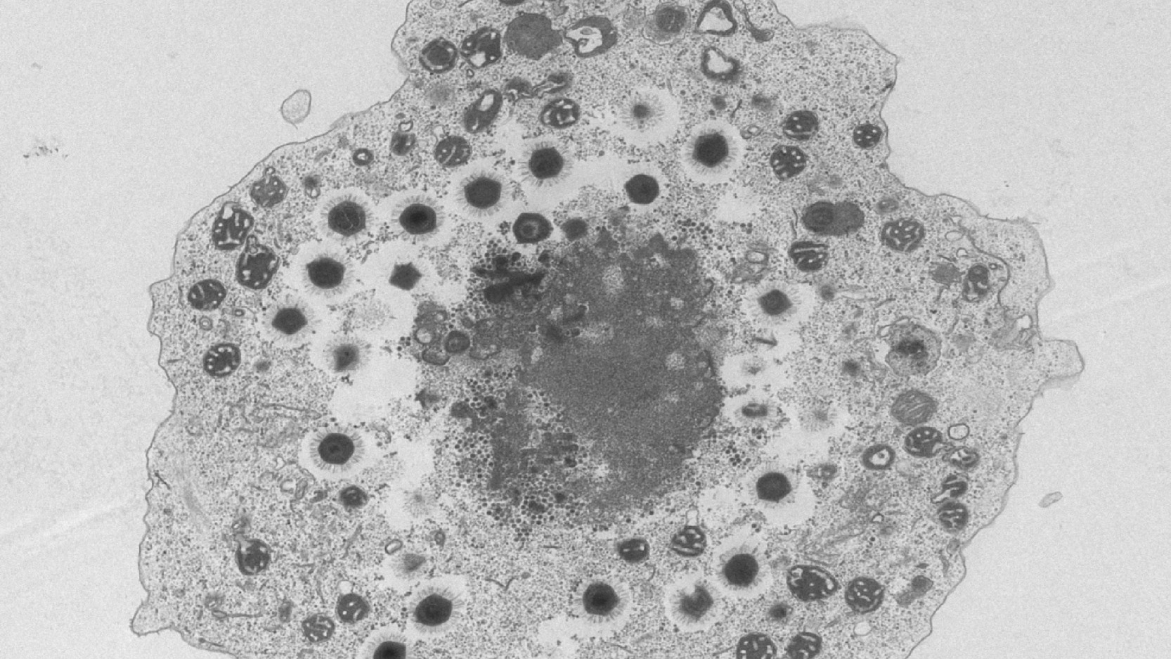 Virófagos: cuando los virus parasitan a otros virus