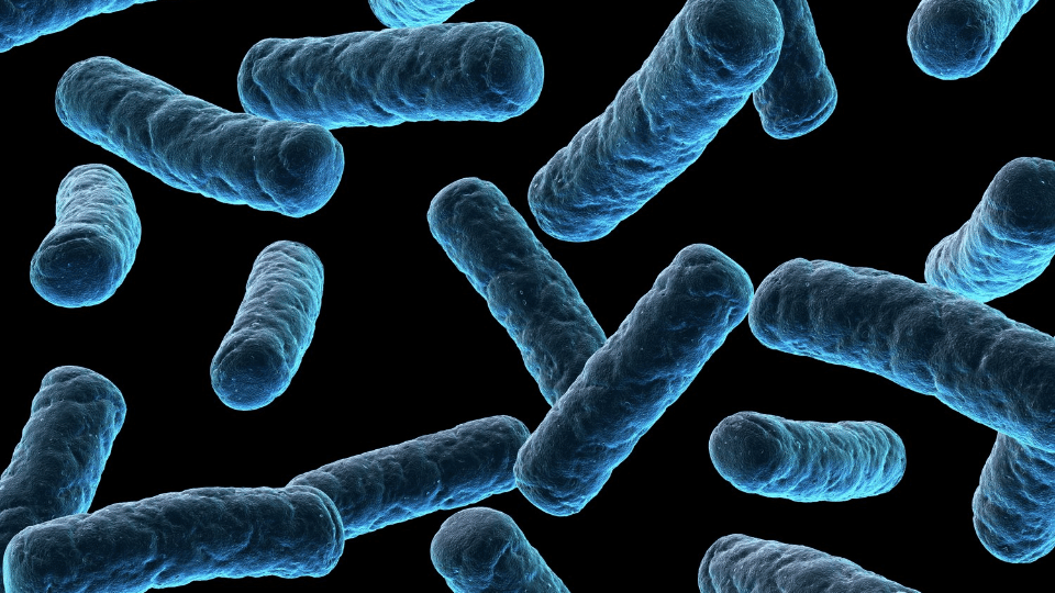 Microorganismos II – Las bacterias