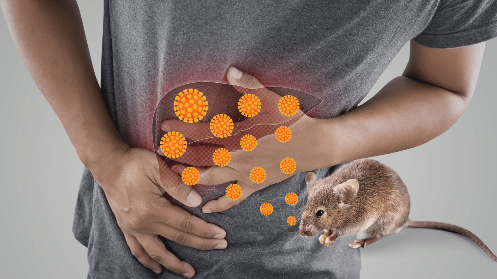 Nueva zoonosis de un virus de la hepatitis de ratones