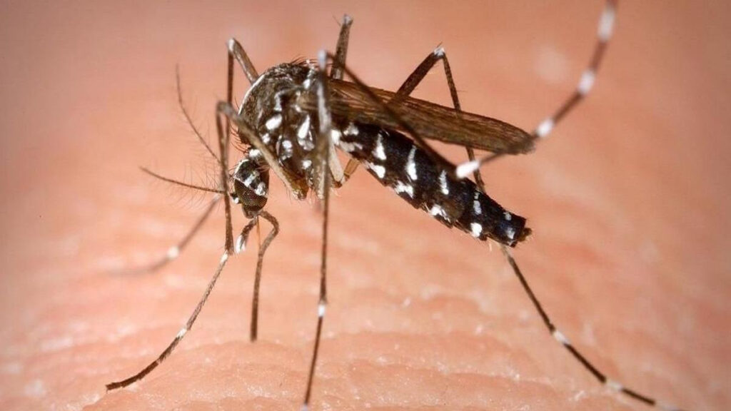 mosquito dengue 2