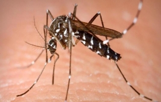 mosquito dengue 2