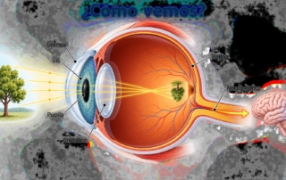 Esquema del ojo humano con córnea, iris, pupila, cristalino, retina y nervio óptico, y el recorrido de la luz hasta el cerebro. Imagen generada con IA.