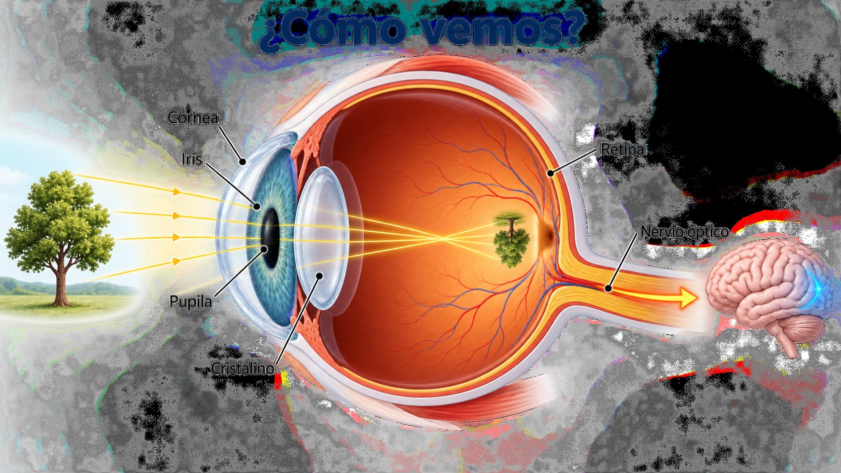 Esquema del ojo humano con córnea, iris, pupila, cristalino, retina y nervio óptico, y el recorrido de la luz hasta el cerebro. Imagen generada con IA.