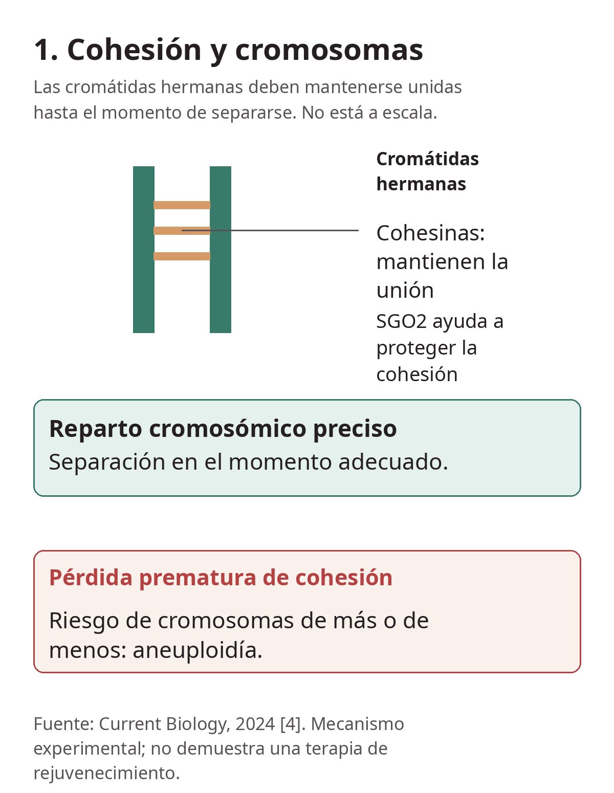 Cromátidas hermanas, cohesinas y SGO2: unión y reparto cromosómico