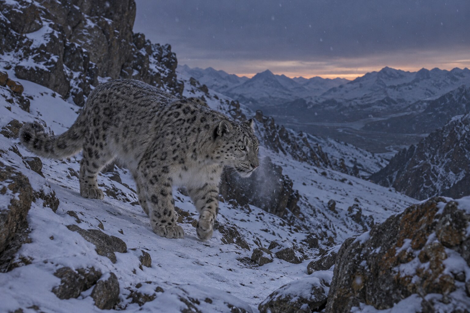 Leopardo de las nieves caminando por una ladera nevada al atardecer