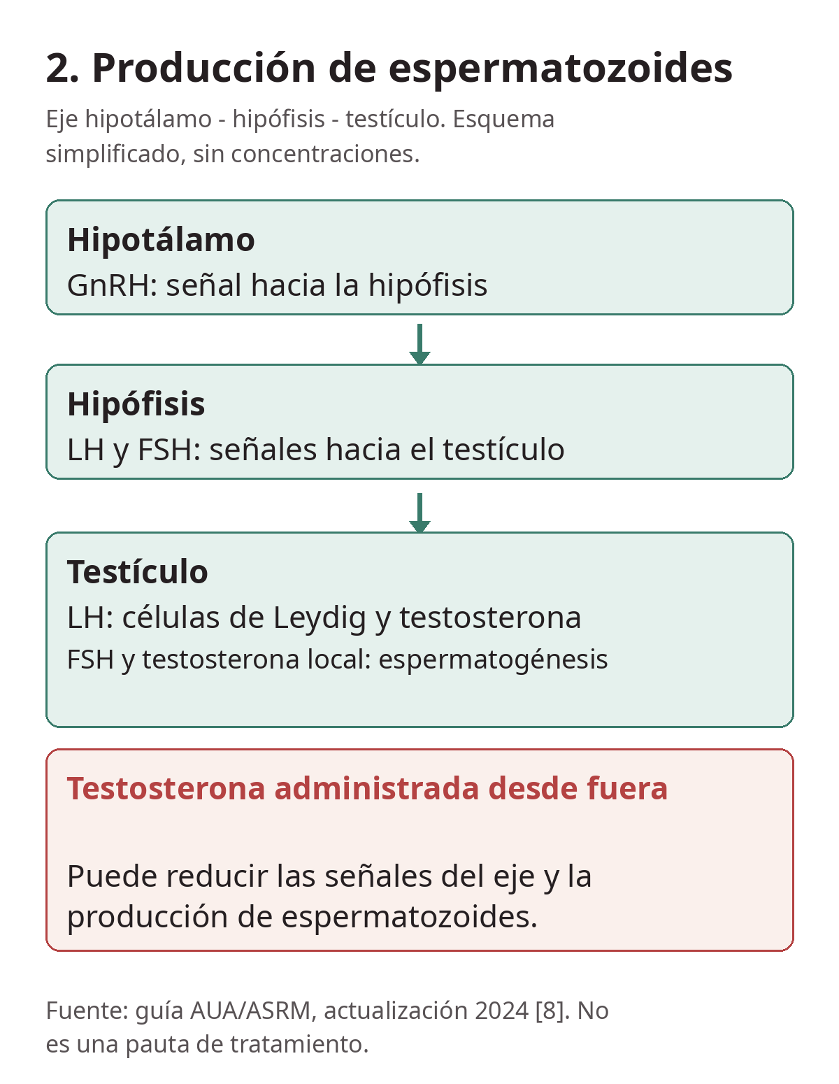 Hipotálamo, GnRH, hipófisis, LH y FSH, testículo y testosterona